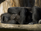 Endangered Western Lowland Gorilla Family, Gorilla Gorilla Gorilla Photographic Print by Paul Sutherland