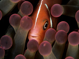 A Pink Anemonefish, Amphiprion Perideraion, Peeks Out from an Anemone Photographic Print by Mauricio Handler
