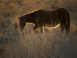 A Back Lit View of a Chincoteague Pony Standing in a Grassy Meadow Photographic Print by Karen Kasmauski