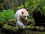 A Young, Male Kermode Bear Makes a Trip into the Open to Fish Photographic Print by Paul Nicklen