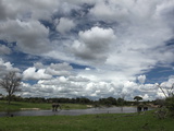 African Elephants, Loxodonta Africana, at a Watering Hole Photographic Print by Beverly Joubert
