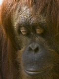 Close Up of the Face of an Orangutan, Pongo Pygmaeus Lámina fotográfica por Paul Sutherland Close Up of the Face of an Orangutan, Pongo Pygmaeus Lámina fotográfica por Paul Sutherland