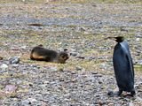 A Melanistic King Penguin Struts Past a Seal on a Rocky Beach Photographic Print by Andrew Evans