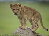 African Lion Cub, Panthera Leo, Standing on a Mound of Soil Photographic Print by Beverly Joubert