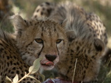 Cheetah Cubs, Acinonyx Jubatus, Eating a Gazelle in the Shade Photographic Print by Beverly Joubert