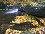 Small Waterfall and European or Common Beech Leaves Swirling in Pond Photographic Print by Joe Petersburger