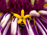 An Extreme Close Up of a Purple Zinnia Flower Impressão fotográfica por Brian Gordon Green