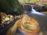 Small Waterfall and European or Common Beech Leaves Swirling in Pond Photographic Print by Joe Petersburger