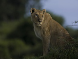 An African Lioness, Panthera Leo, Blind in One Eye Photographic Print by Beverly Joubert