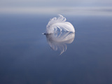 A Feather Floats on the Still Water of Ualik Lake Photographic Print by Michael Melford