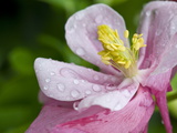 Water Droplets on a Lenten Rose Flower Photographic Print by Brian Gordon Green