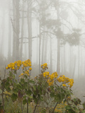 Blooming Shrubs and Trees in a Foggy Forest Photographic Print by Karen Kasmauski