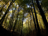 A Forest of European or Common Beech, Fagus Sylvatica Photographic Print by Joe Petersburger