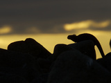 A Silhouette of a Marine Iguana, Amblyrhynchus Cristatus, on a Rock Photographic Print by Tim Laman