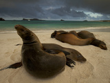 Galapagos Sea Lions, Zalophus Wollebaeki, on the Beach Photographic Print by Tim Laman