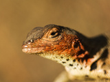 A Lava Lizard, Microlophus Albemarlensis, in Sunlight Photographic Print by Mauricio Handler