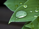 Water Droplets on a Blue Cadet Hosta Leaf Photographic Print by Brian Gordon Green