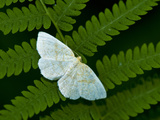 A Looper Moth Resting on a Fern Leaf Photographic Print by Brian Gordon Green