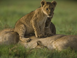African Lioness, Panthera Leo, Resting with Cubs Photographic Print by Beverly Joubert