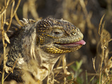 Galapagos Land Iguana, Conolophus Subcristatus, Sticking Toungue Out Photographic Print by Tim Laman
