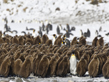 King Penguin, Aptenodytes Patagonicus, Rookery Photographic Print by Roy Toft