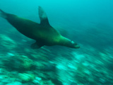 A Galapagos Sea Lion, Zalophus Californianus Wollebaeki, Swimming Photographic Print by Mauricio Handler