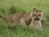 African Lion Cubs, Panthera Leo, Playing Photographic Print by Beverly Joubert