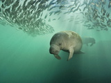 Florida Manatees Swimming Near a School of Mangrove Snapper Fish Photographic Print by Brian J. Skerry