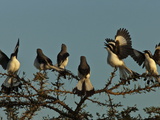 Grey Headed Bush Shrikes, Malaconotus Blanchoti, Perched in a Tree Photographic Print by Beverly Joubert
