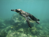 Underwater View of Galapagos Penguin, Spheniscus Mendiculus, Swimming Photographic Print by Tim Laman