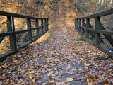 Leaf Littered Stairway Leading Down into a Forest Photographic Print by Joe Petersburger