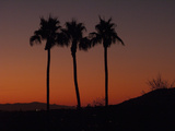 Palm Trees at Sunset Photographic Print by Karen Kasmauski