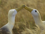 Waved Albatrosses, Phoebastria Irrorata, in Beak Claping Behavior Photographic Print by Tim Laman