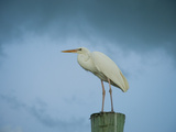 An Egret on a Pier in Key Largo, Florida Photographic Print by Karen Kasmauski