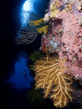 A Scuba Diver Explores a Coral Encrusted Cavern Near Viti Levu Island Photographic Print by Mauricio Handler