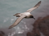 Light-Mantled Sooty Albatross, Phoebetria Palpebrata, in Flight Photographic Print by Roy Toft