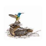 Painting of a Hummingbird and Nightjar Which are Closely Related Photographic Print by Aldo Chiappe