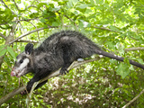 Opossum, Didelphis Marsupialis Cozumela, Resting in a Tree Photographic Print by Roy Toft