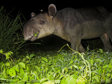 A Tapir Eating Vines in a Jungle Clearing Photographie par Ben Horton