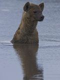 Spotted Hyena, Crocuta Crocuta, Standing in Water Photographic Print by Beverly Joubert