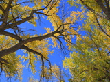 Looking Up into a Forest Canopy of Yellow Leaves in Autumn Photographic Print by George Grall