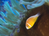 A Pink Anemonefish, Amphiprion Perideraion, Swims in its Anemone Home Photographic Print by Mauricio Handler