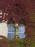 Windows on a Wall Covered with Boston Ivy, Parthenocissus Tricuspidata Photographic Print by Joe Petersburger