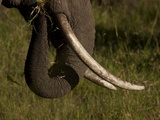 Close Up of an African Elephant, Loxodonta Africana, Eating Photographic Print by Beverly Joubert