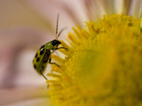 Spotted Cucumber Beetle, Diabrotica Undecimpunctata, on a Flower Photographic Print by Paul Sutherland