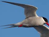 An Antarctic Tern, Sterna Vittata, in Flight Off Tristan Da Cunha Valokuvavedos tekijänä Kent Kobersteen