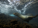 A Galapagos Sea Lion, Zalophus Wollebaeki, Swimming Underwater Photographic Print by Tim Laman