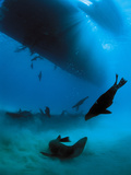 Galapagos Sea Lions Starving During an El Nino Year Photographic Print by Mauricio Handler