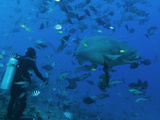 A Giant Malabar Grouper Steals Some Bait Intended to Feed Sharks Photographic Print by Mauricio Handler