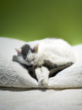 A Cat Asleep on a Bed Photographie par David Evans